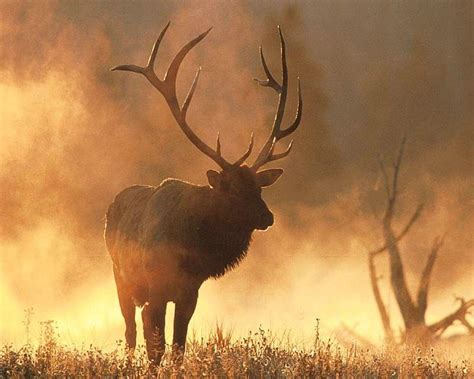 Bull Elk Hunting Wallpaper