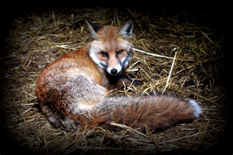 Not our usual stable mate! Injured fox taking sanctuary in one of our ...