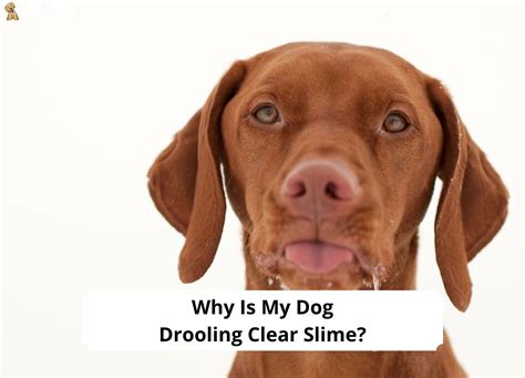 Why Is My Dog Drooling Clear Slime? Common Causes and When to Worry! (2024) - We Love Doodles