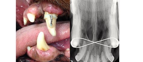 How to save a canine tooth - Veterinary Practice News Canada