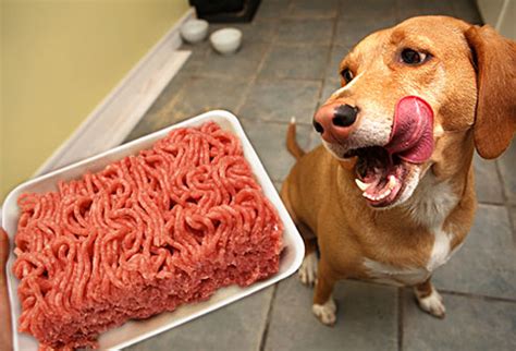 Can You Give Dogs Raw Meat | donyaye-trade.com