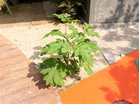 The Solanum torvum is growing Beside the walkway 11703045 Stock Photo at Vecteezy