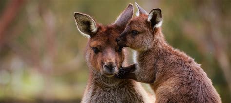 Ballarat Wildlife Park Tickets | Experience Oz