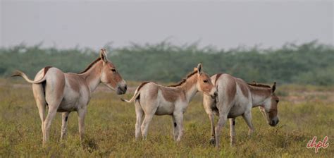 Kutch Desert Wildlife Sanctuary -Wildlife in Gujarat