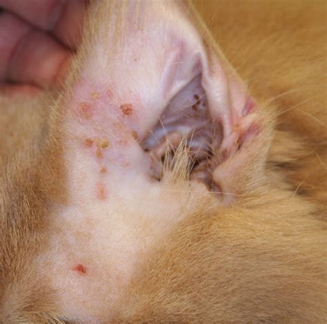 Cat Skin Cancer Lesions