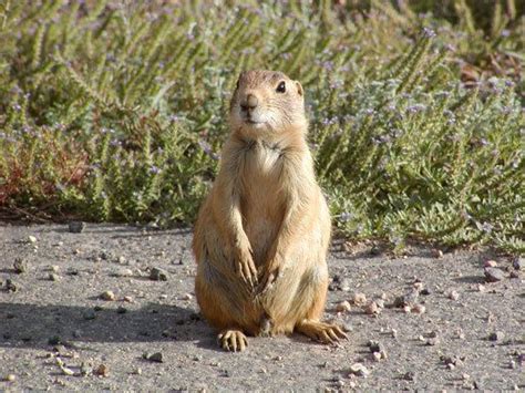 Utah prairie dog - Alchetron, The Free Social Encyclopedia