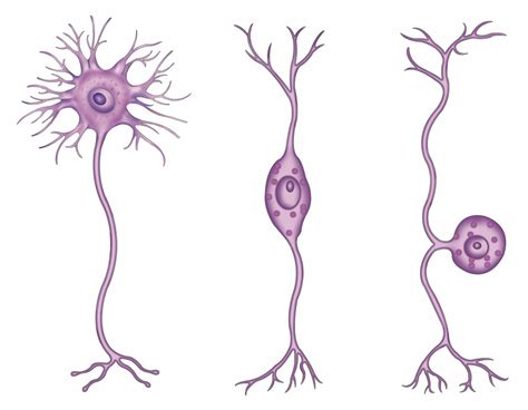 Electrical Synapses Are Critical for Chemical Synapse Function