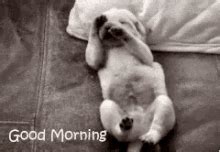 Gif Good Morning Dog Meme Good Morning, Happy Monday Pictures, Photos ...