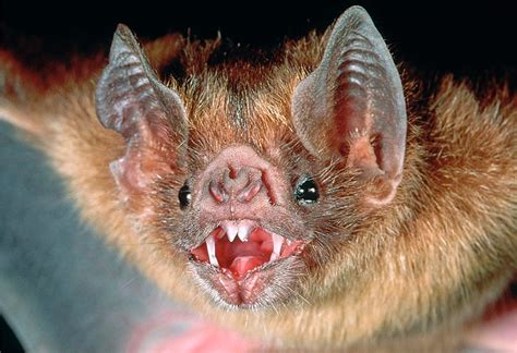 Punnett's Square: Using Vampire Bat Genetics to Predict Rabies Expansions in Peru