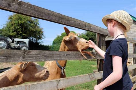 Our First Trip to Finkley Down Farm - Andover, Hampshire