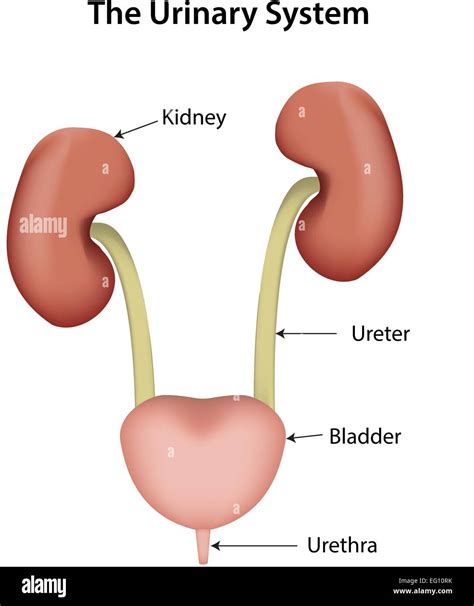 Anatomy Chart Diseases Of The Urinary Tract | lupon.gov.ph