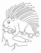 Porcupine Coloring Pages  Best For Kids sketch template