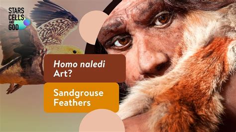 Homo naledi Art? and Sandgrouse Feathers | Stars, Cells, and God - Go IT