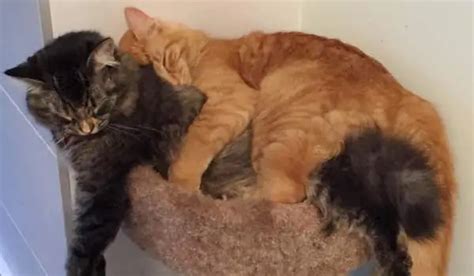 These Cats Love Sharing Their Tiny Bed Together