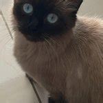 Wide eyed cat Meme Generator - Imgflip