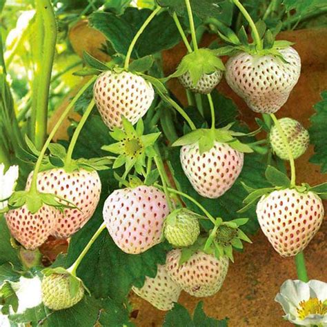 Strawberry Plants 'Snow White' (12 plants) : Pomona Fruits, Buy Fruit ...