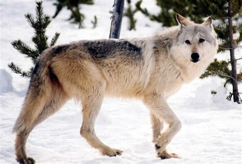 As Gray Wolves Return, So Does Debate Over Hunting : NPR