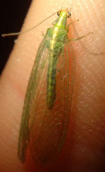 Lacewing - What's That Bug?