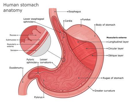 Simple Stomach Diagram