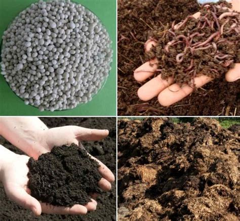 Difference Between Manure and Fertilizers - A Full Guide | Agri Farming