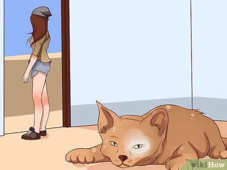 4 Ways to Prevent Cat Allergies - wikiHow