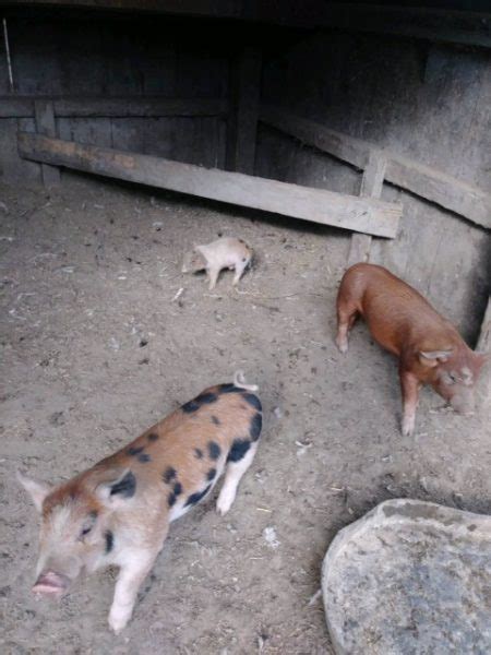 George: Tiny Piglet Left for Dead Now Has a Big Life Ahead of Him ...