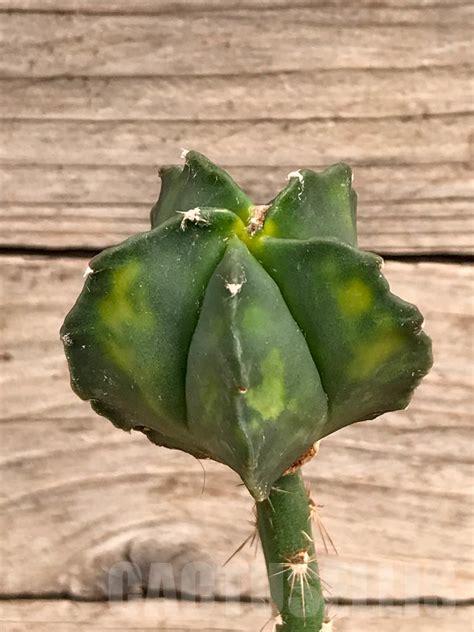 SHPR9377 Astrophytum myriostigma f. variegata, grafted - Кактус онлайн