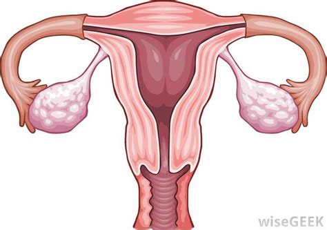 uterus/ovaries diagram Diagram | Quizlet