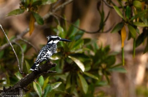 Wildlife along the Gambia river – Ramdas Iyer Photography