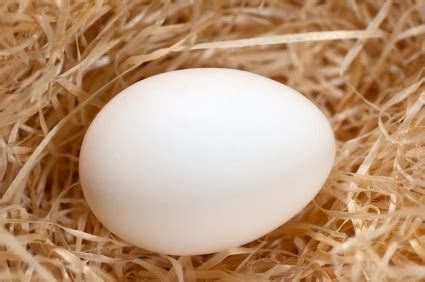 Ssurvivor: Hatching Mallard Duck Eggs In Incubator