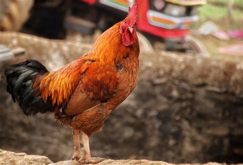 A Chicken with Brown and Black Feathers · Free Stock Photo