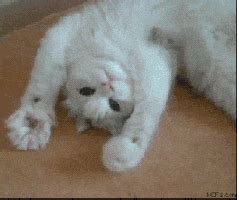 Purr Purr Purr GIFs - Find & Share on GIPHY