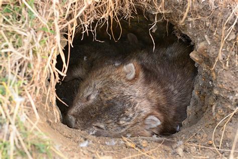 Orphaned Baby Wombat Meets a man who changes his life for good – HealthZap