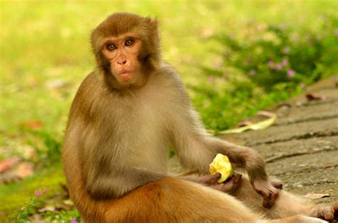 File:An Indian monkey (bandar) in Malsi Deer Park (photo - Jim Ankan ...