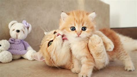 Very Cute Kittens Playing