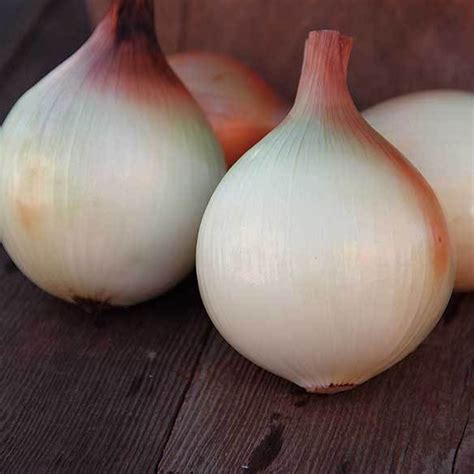 Organic Walla Walla Onion Seed - 1 g ~300 Seeds - Organic, Heirloom, Open Pollinated, Non-GMO ...