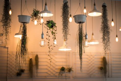 Free Images : plant, ceiling, lamp, lighting, lightbulb, interior ...