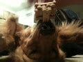 Dog Balancing Treats | DudeIWantThat.com