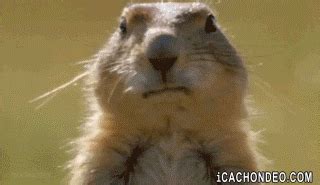 Gum Funny Animals GIF - Find & Share on GIPHY