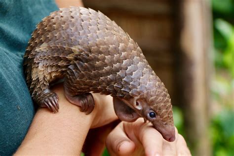 Tree Pangolin Baby