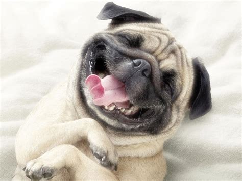 Funny Dog wallpaper | 1600x1200 | #58481