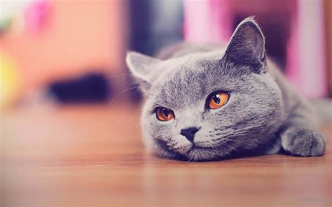 Download Cute Funny Cat Pictures | Wallpapers.com