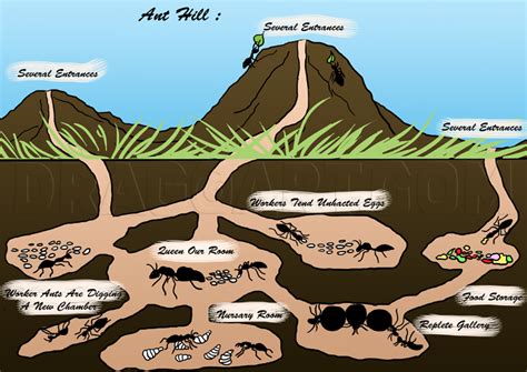 How To Draw Ants, Step by Step, Drawing Guide, by NeekoNoir | dragoart ...