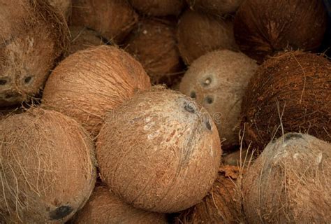 Dry coconut stock image. Image of fuel, agriculture, biochimistry - 25498673