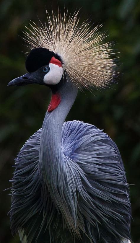 Amazing facts about a crowned crane. #BeautifulBirds #Animals #Birds # ...