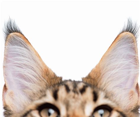 Is Cat Ear Wax Black? - Cat Care Checklist