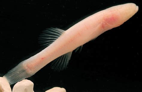 Amblyopsis hoosieri: il pesce senza occhi scoperto nell’Indiana