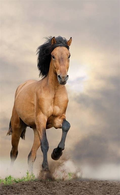 Mustang | Mustang horse, Wild horses mustangs, Buckskin horse