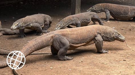 Komodo National Park