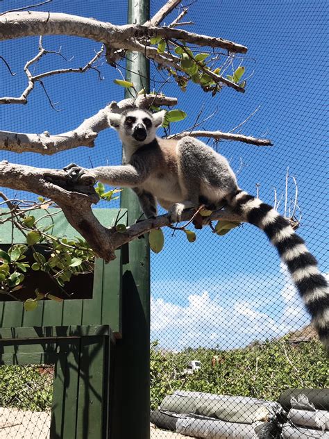 Necker Island Wildlife Tour with Gumption's Learning Adventures - The ...